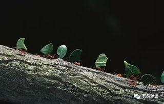 蚂蚁吃瓜作文,揭示自然界的奇妙生态现象