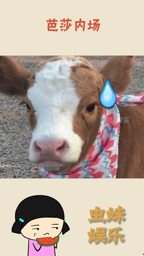 抖音随心吃瓜,揭秘网络热点的幕后故事