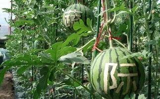 房屋销售吃瓜,一场利益与情感的博弈