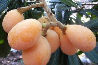 枇杷视频吃瓜网站,揭秘网络吃瓜文化的魅力与争议