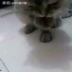 猫咪咔咔吃瓜